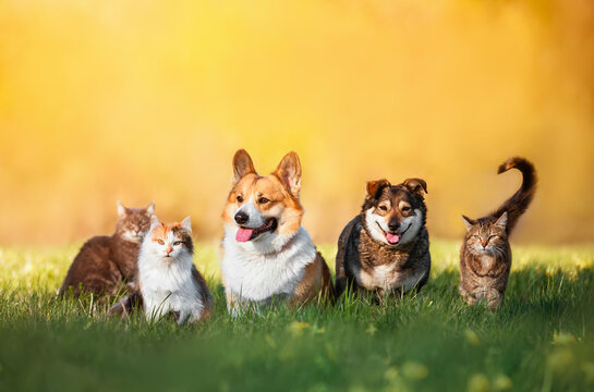 Sea Pleasure and Our Furry Friend